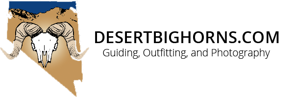 Desert Bighorns